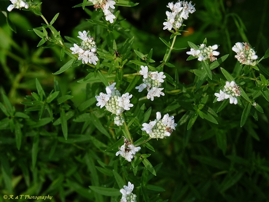 {Pycnanthemum virginianum}